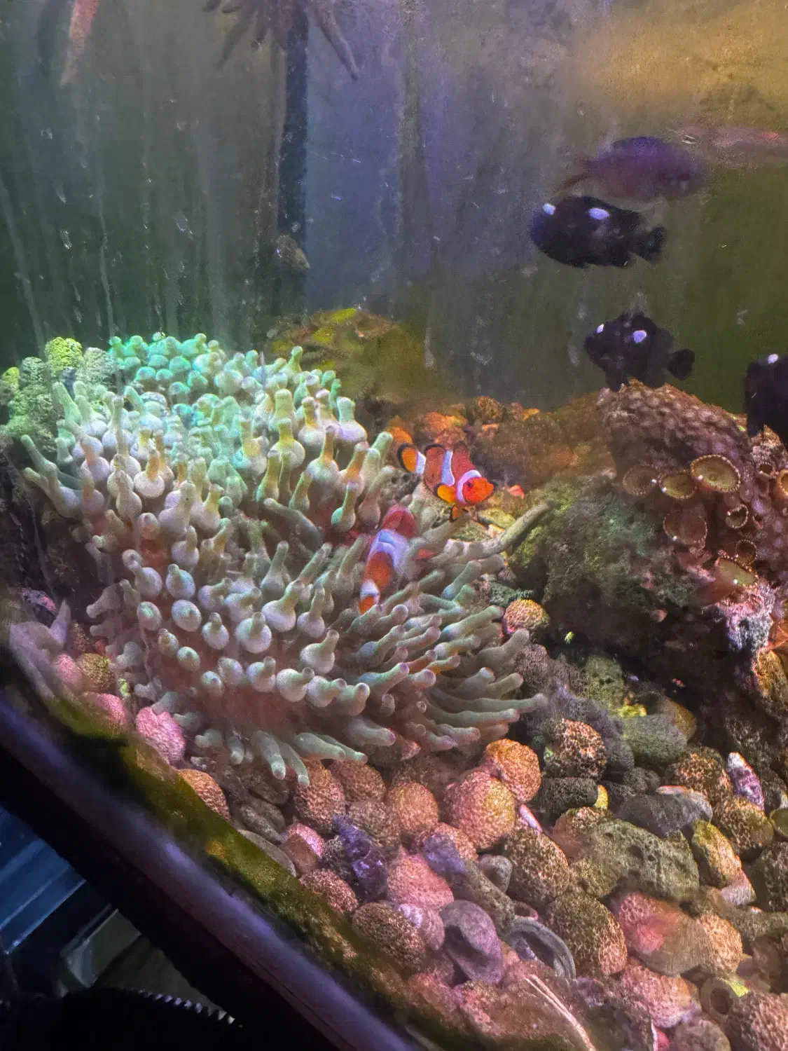 abshor ابشور اکواریوم|ماهی|تهران, جوادیه تهرانپارس|دیوار