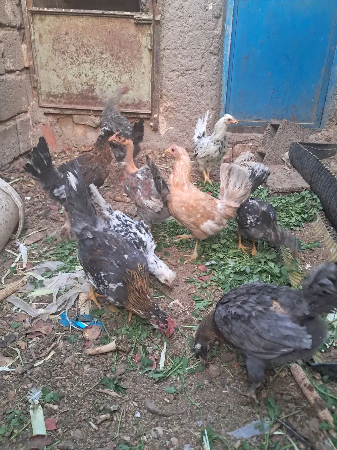 جوجه مرغ و خروس|حیوانات مزرعه|ماهان, |دیوار