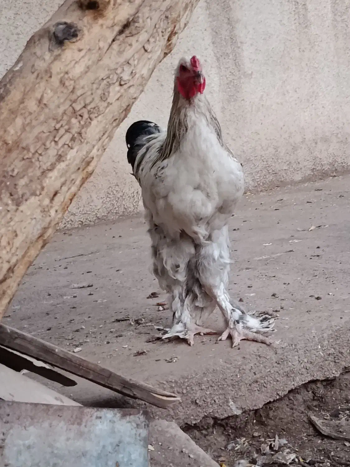 مرغ خروس برهما|حیوانات مزرعه|سبزوار, امیر کبیر|دیوار