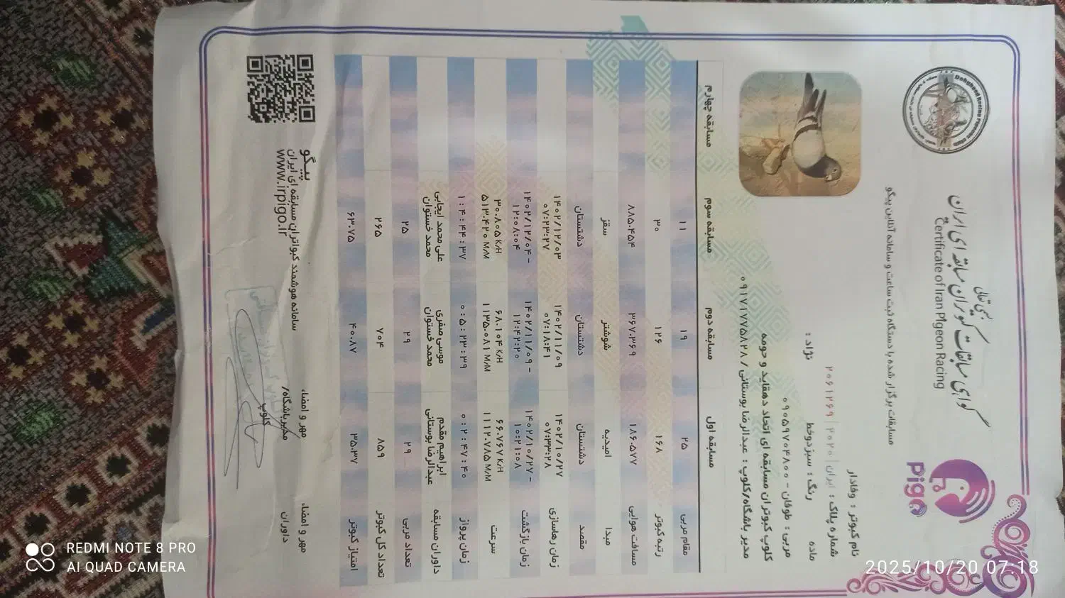 کبوتر سبز پلاکی نشسته|پرنده|بوشهر, |دیوار
