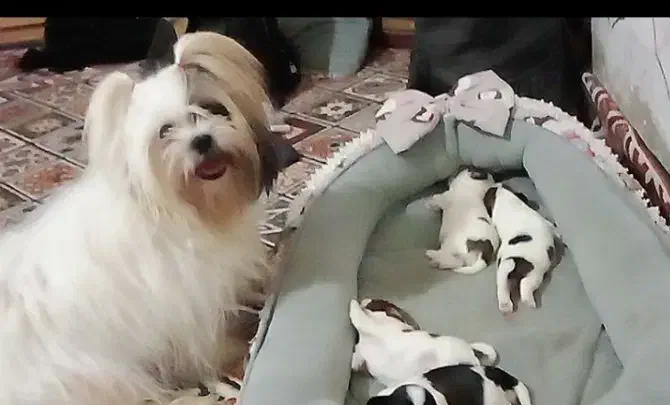 شیتزو سوپر فلت|سگ|تربت‌حیدریه, اندیشه|دیوار