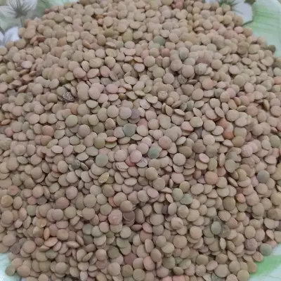 عدس|خوردنی و آشامیدنی|چرداول, |دیوار