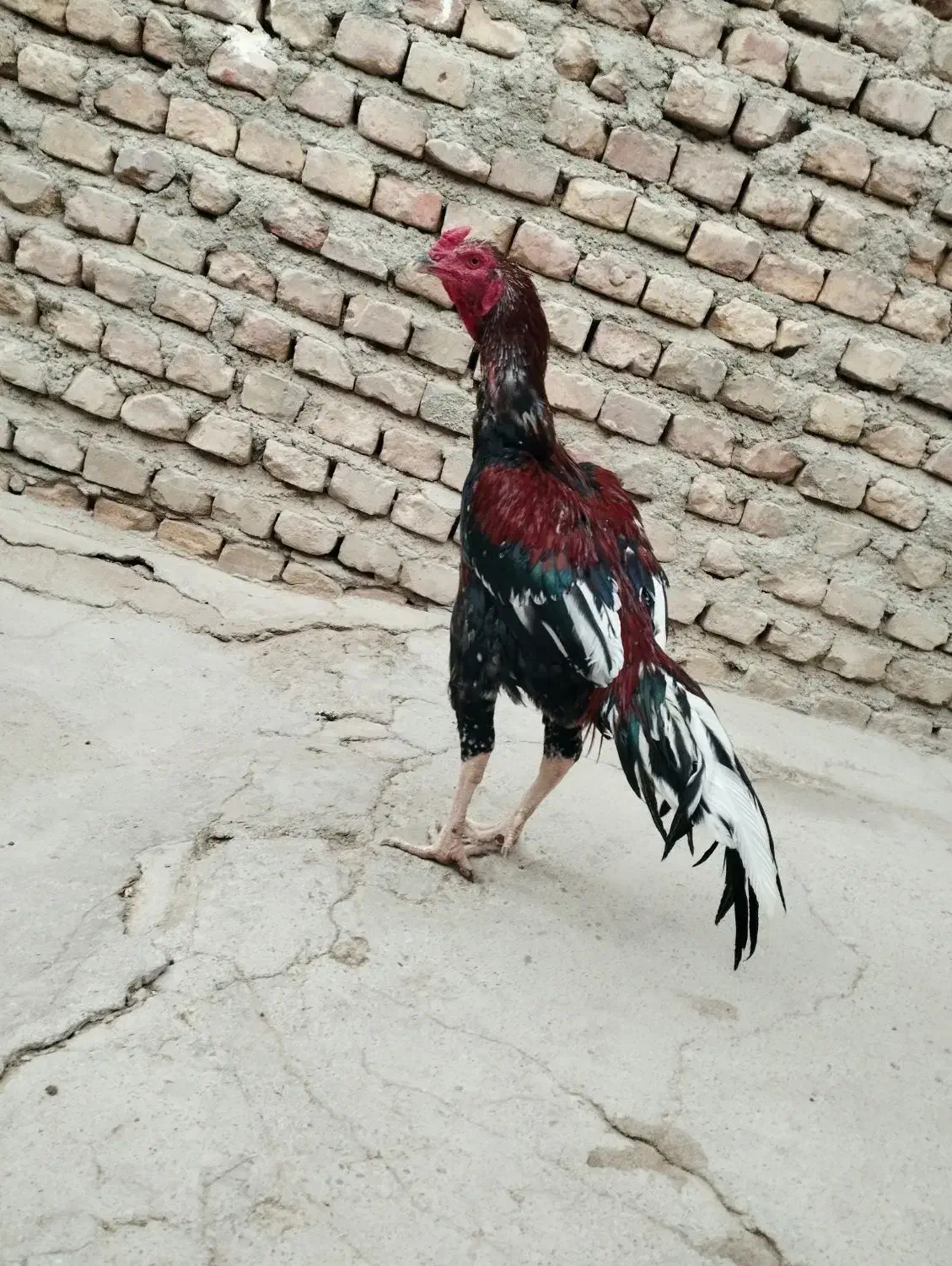 خروس|حیوانات مزرعه|سیب و سوران, |دیوار