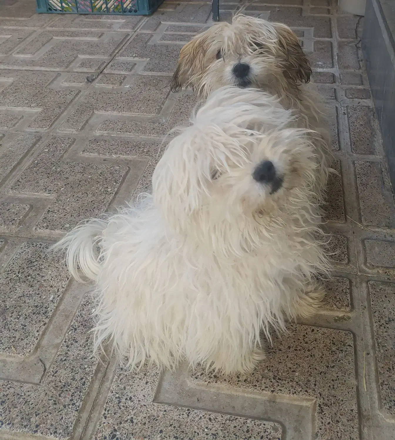 فروش دوعددپاکوتای شیتزو|سگ|مراغه, |دیوار