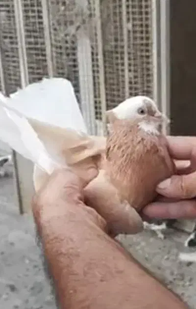 کبوتر|پرنده|میاندوآب, |دیوار