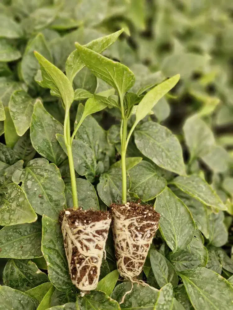 گلخانه وتولید نشا|خدمات باغبانی و درختکاری|کهنوج, |دیوار