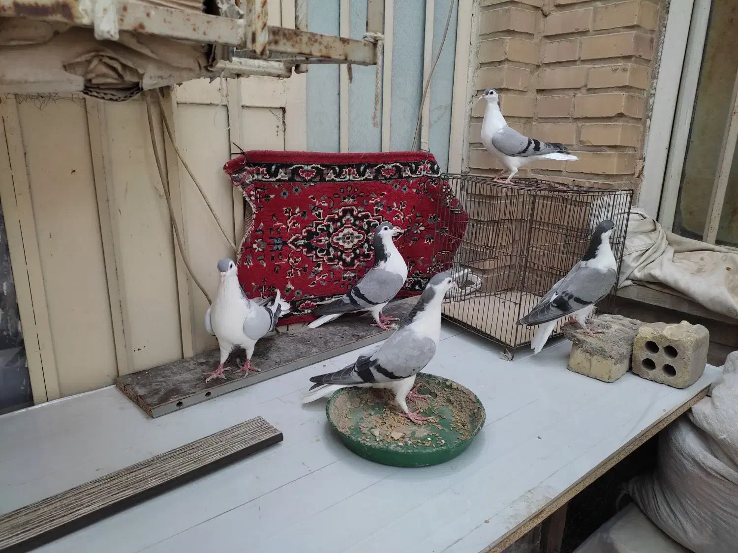 جفت کبوتر شیرازی با جوجه هاشون|پرنده|سوسنگرد, |دیوار