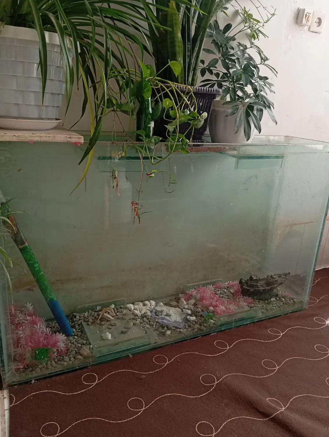 آکواریوم|ماهی|سیدآباد, |دیوار