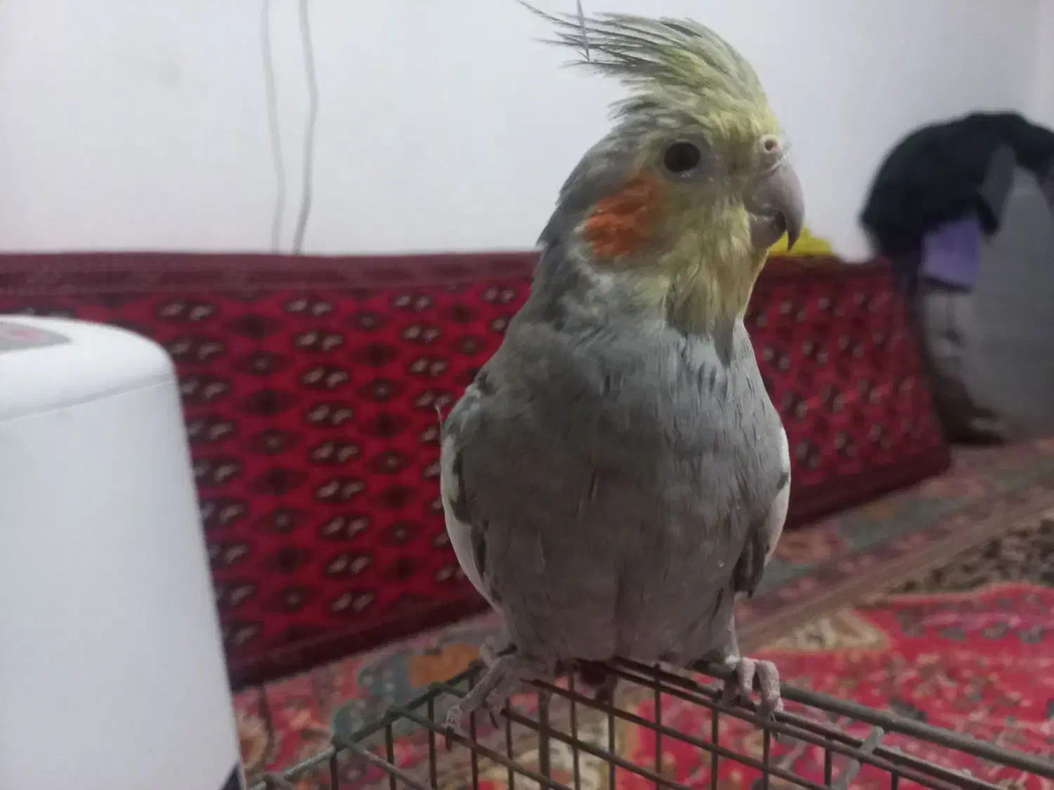 عروس هلندی|پرنده|بیرجند, |دیوار