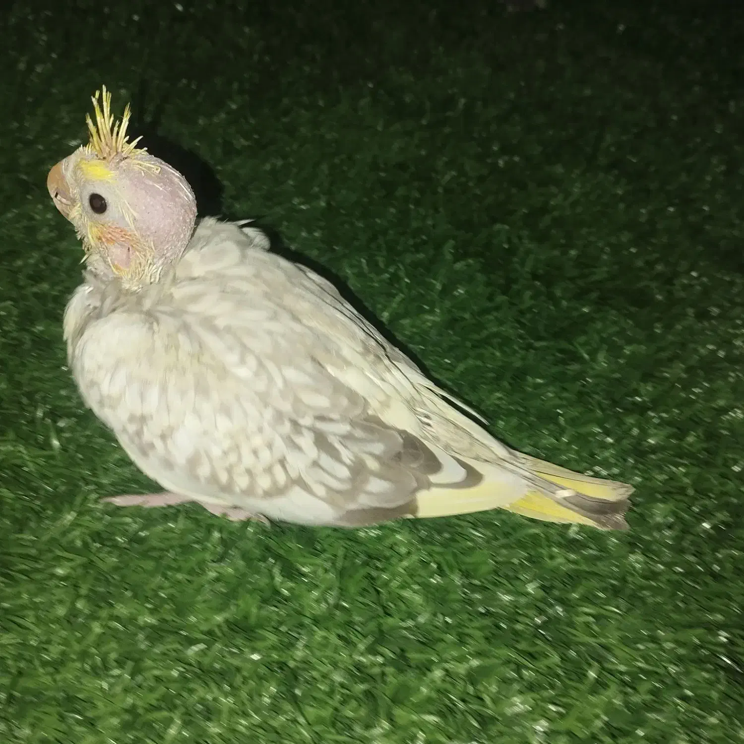 جوجه عروس هلند|پرنده|سراوان, |دیوار