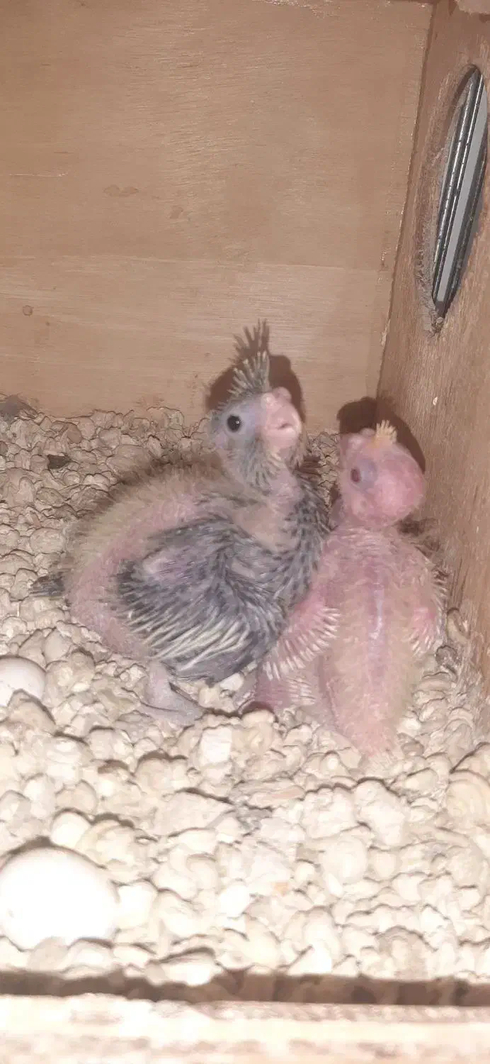 فروش دو جفت عروس هلندی با تخم و جوجه|پرنده|بندرعباس, |دیوار