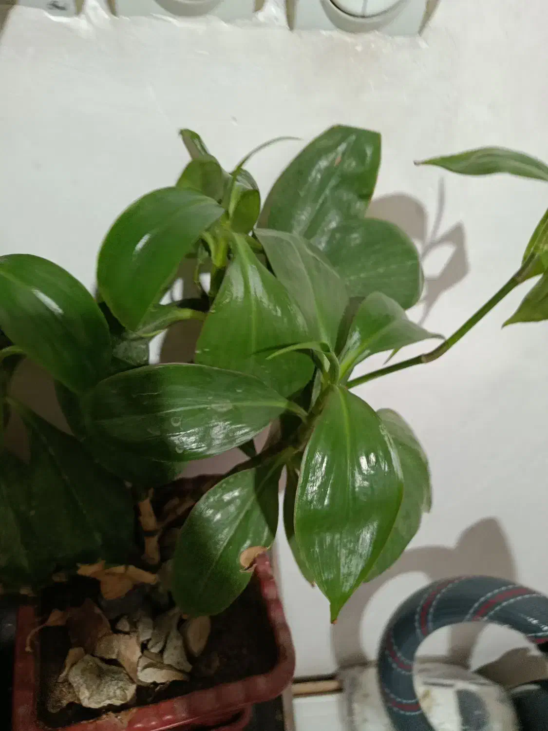 گل و گلدان|گل و گیاه طبیعی|کرمانشاه, |دیوار