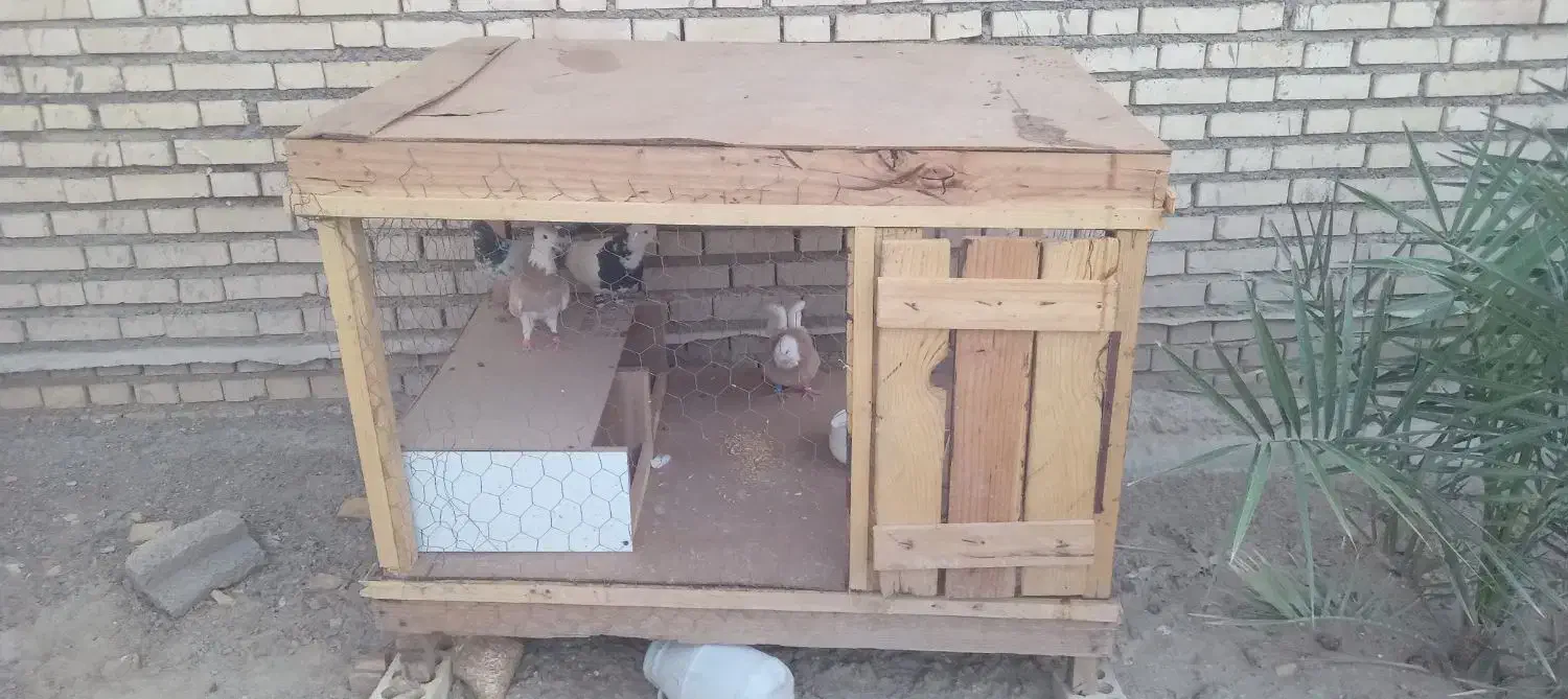 شادگان|لوازم جانبی حیوانات|باوی, |دیوار