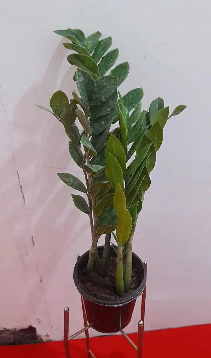 گل زامو فیلیا بلک و سبزسیاه زغال پربرگ بزرگ|گل و گیاه طبیعی|زابل, |دیوار