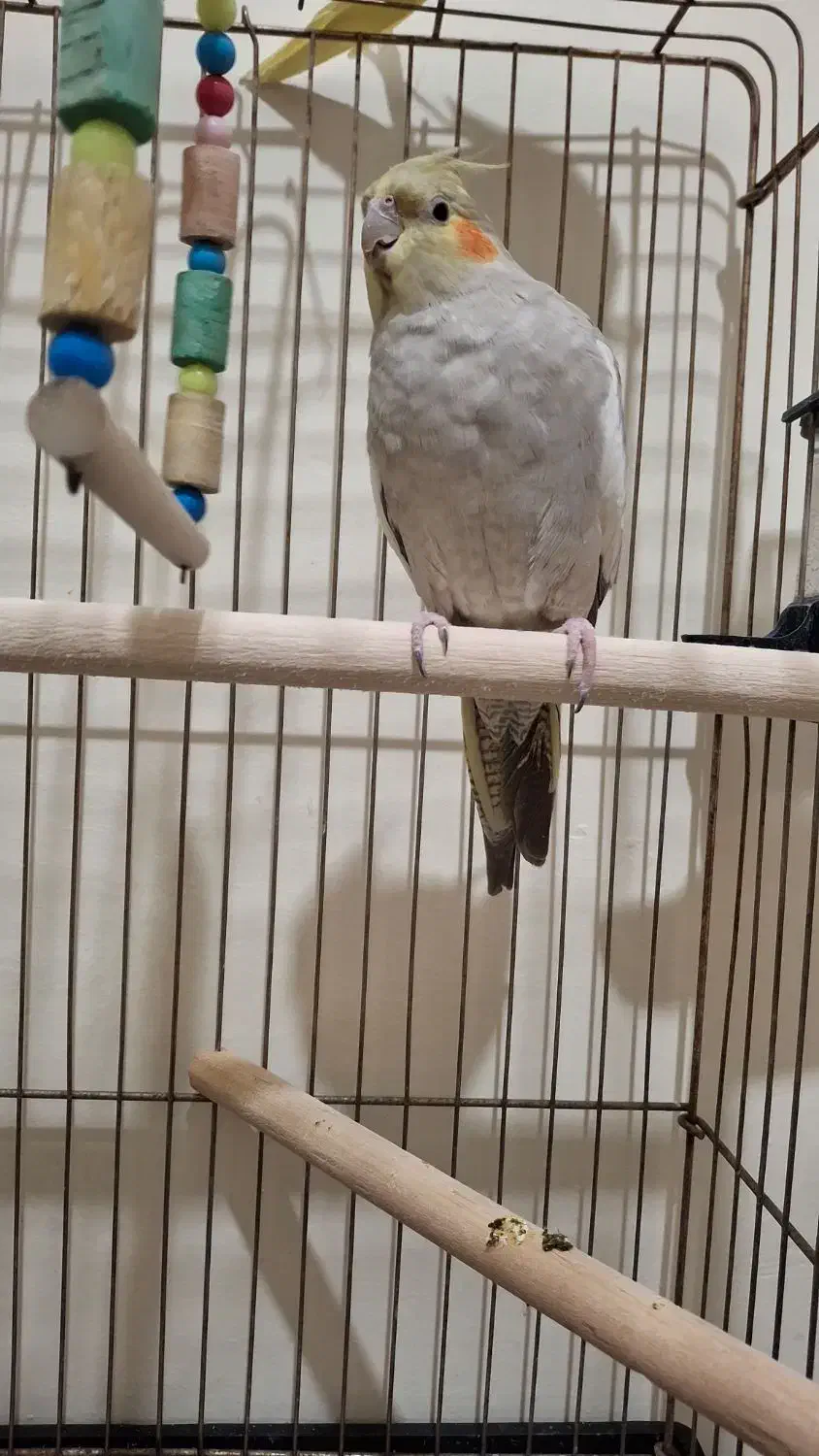 عروس هلندی ماده یکساله|پرنده|تهران, شهید اسدی|دیوار