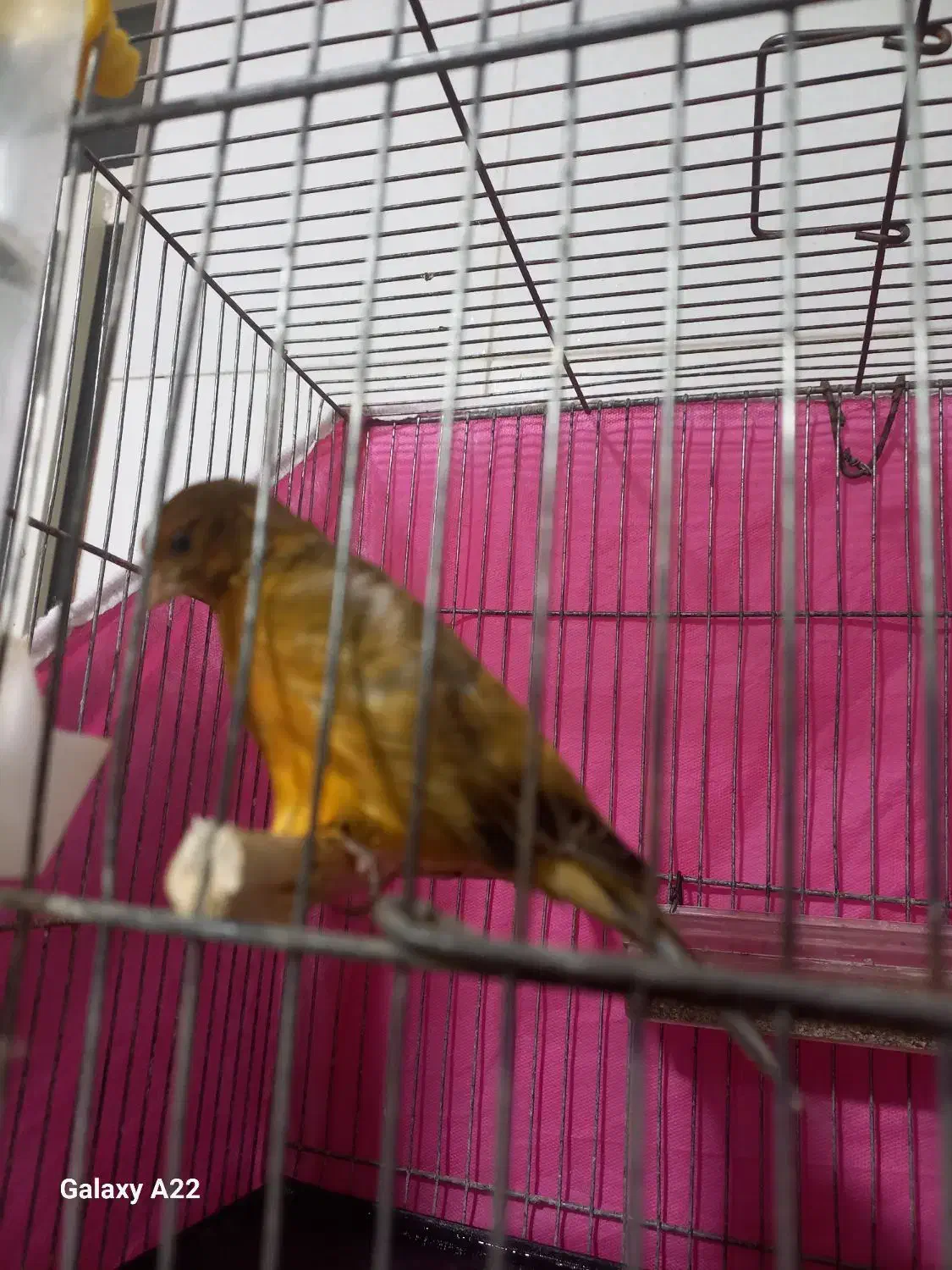 نر سرخ سوخته مست ماده گیرنر۱۲۰۰ماده ۱تومن|پرنده|اندیمشک, |دیوار