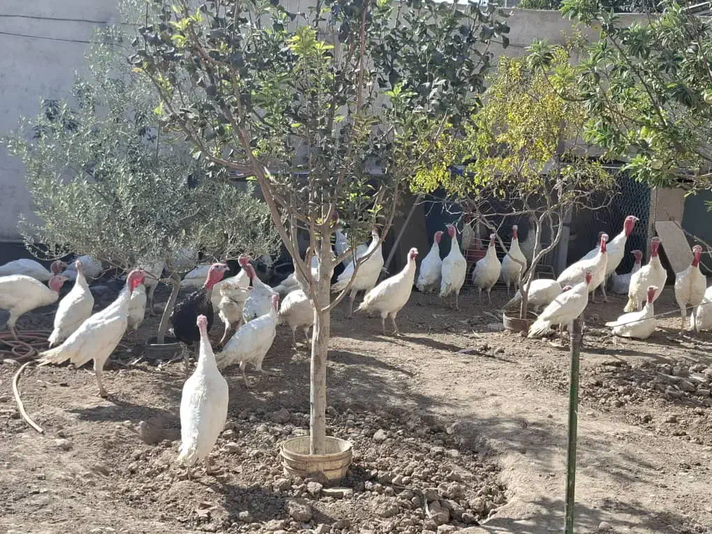 بوقلمون|حیوانات مزرعه|تهران, افسریه جنوبی|دیوار