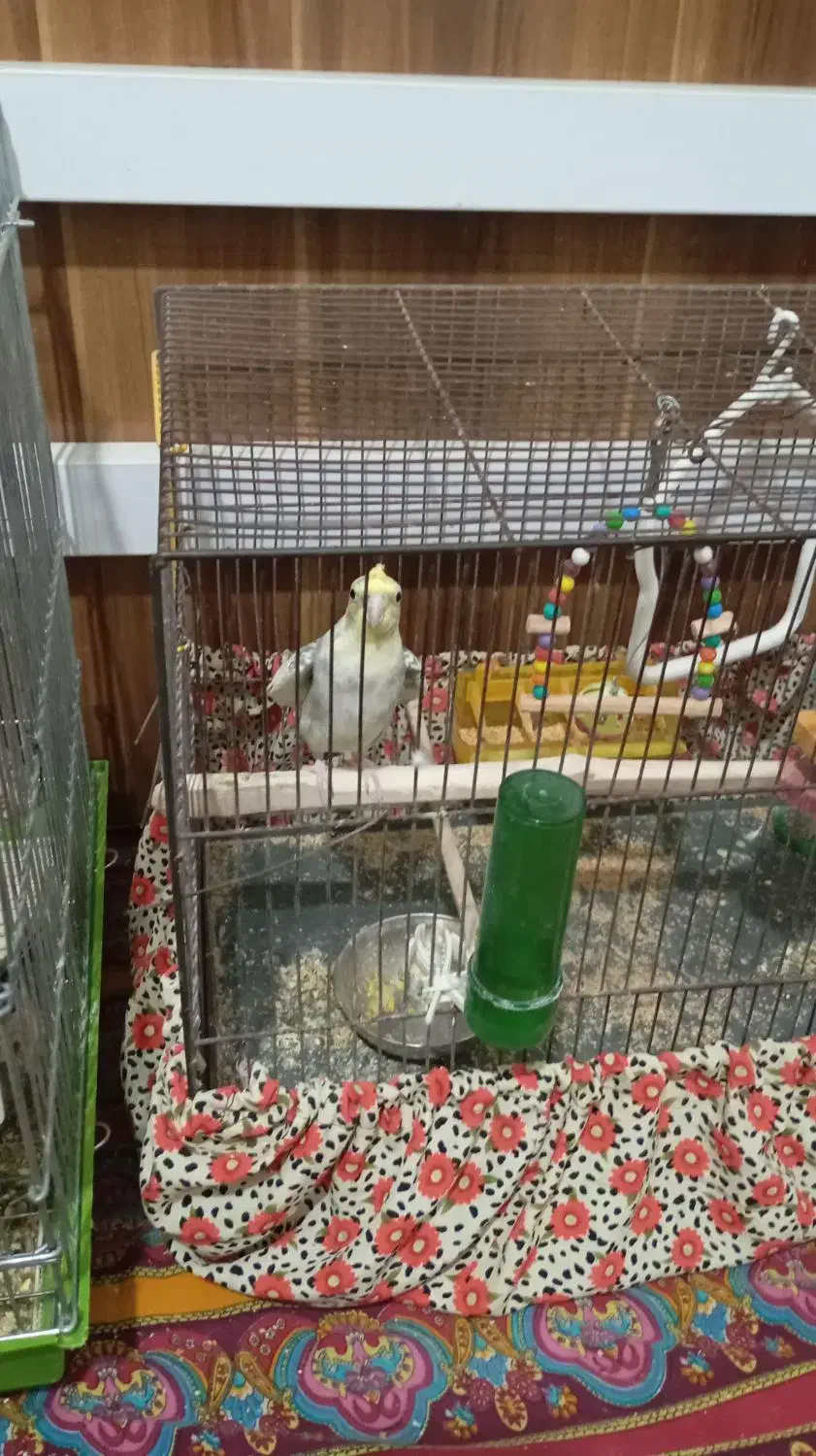 فروشی|پرنده|هشتگرد, شهرک راه آهن|دیوار