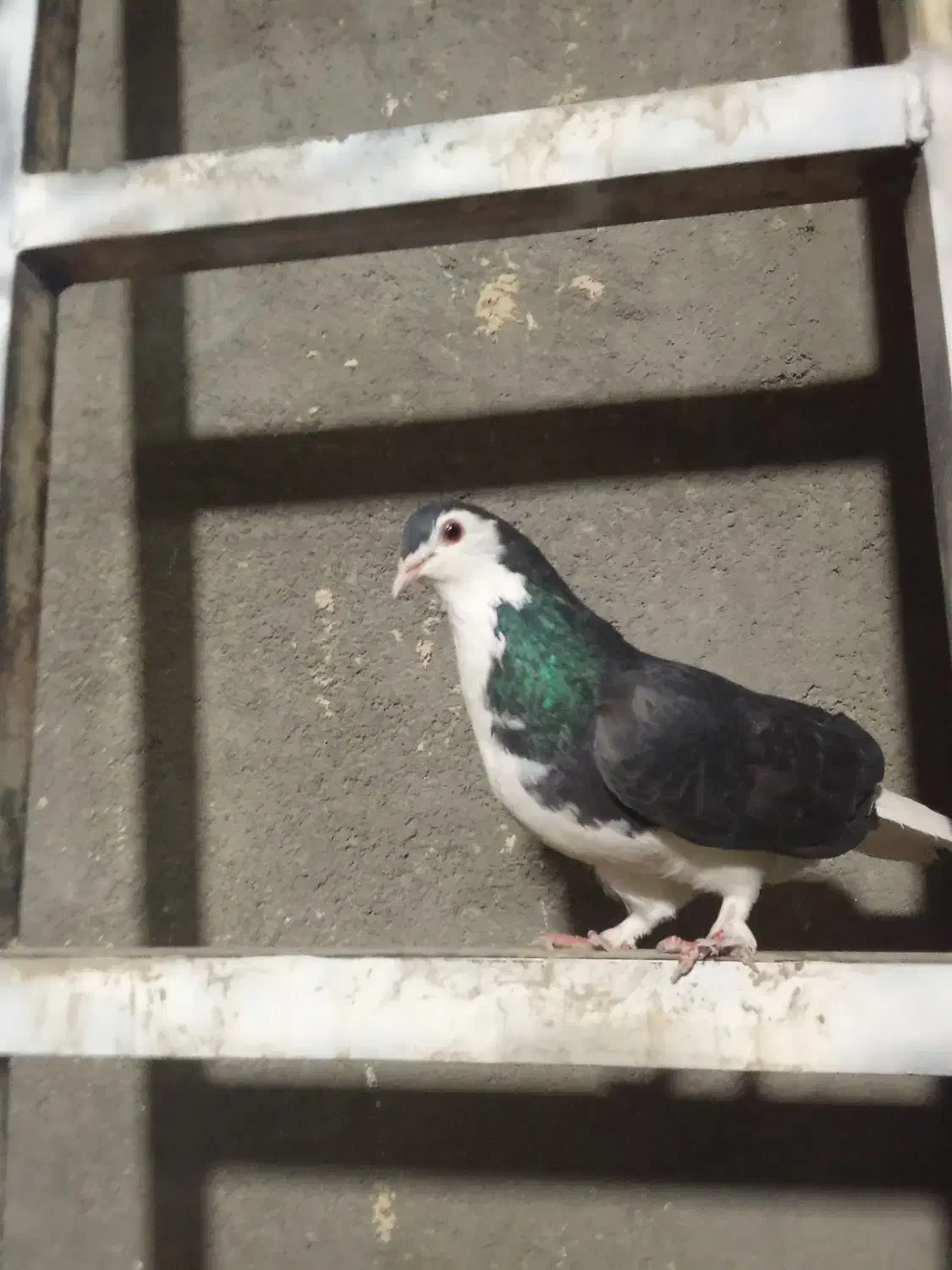 چپ سیا ماده|پرنده|کاشمر, |دیوار