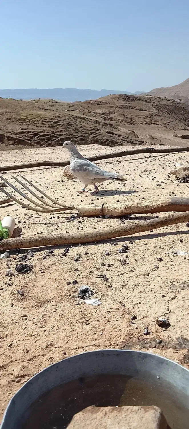 کفتر|پرنده|اندیکا, |دیوار