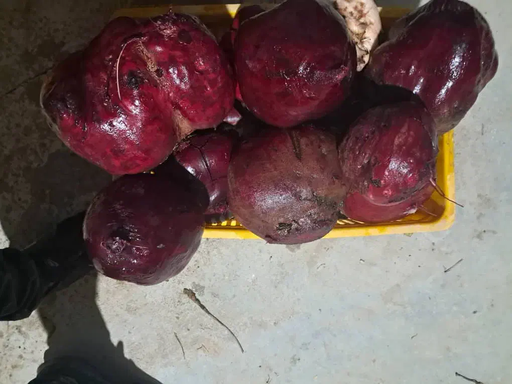 چغندر دامی چغندر گوسفندی و قندی|حیوانات مزرعه|ساروق, |دیوار