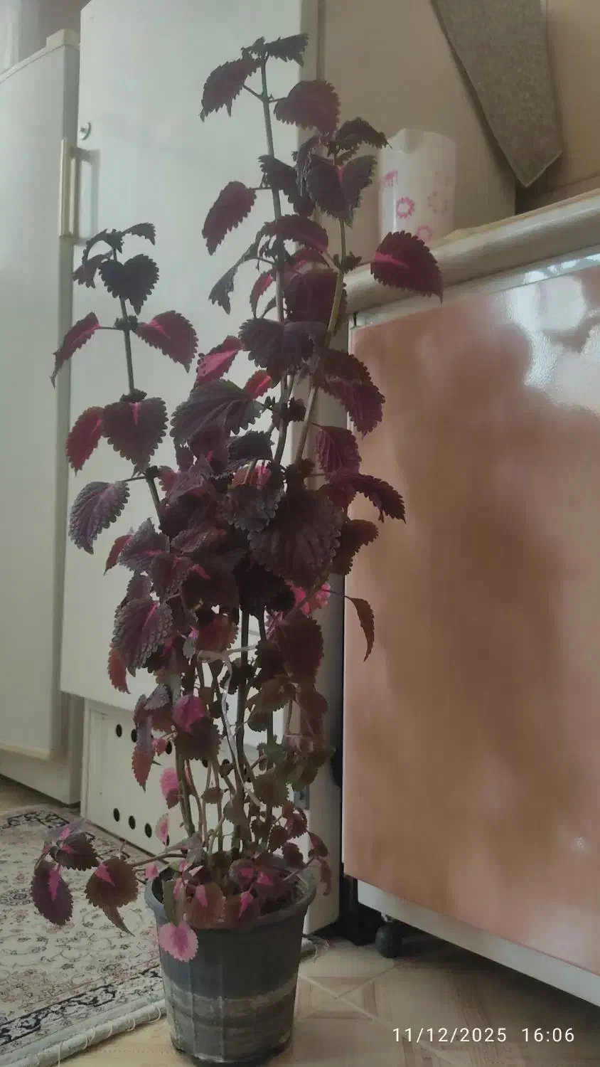 گل طبیعی حسن یوسف|گل و گیاه طبیعی|اصفهان, لاله|دیوار