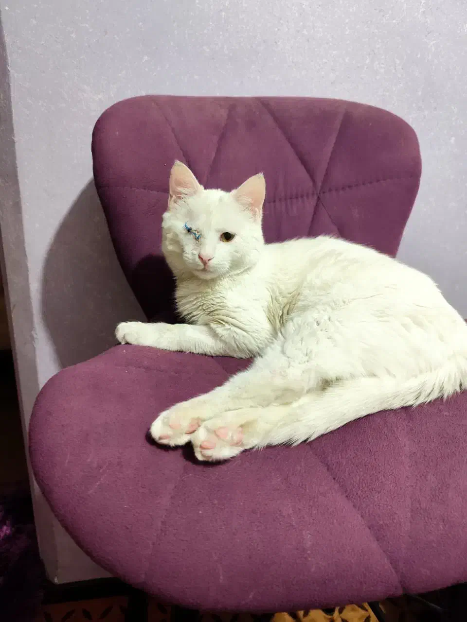 واگزاری گربه|گربه|شیراز, فاضل|دیوار