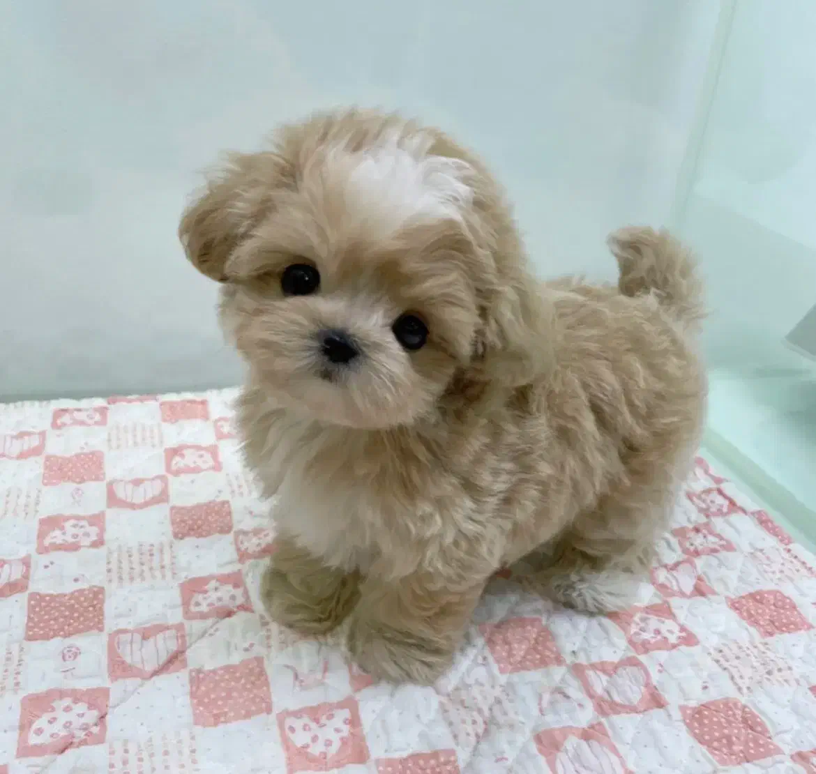 سگ پودل مالتیز عروسکی|سگ|تهران, منیریه|دیوار
