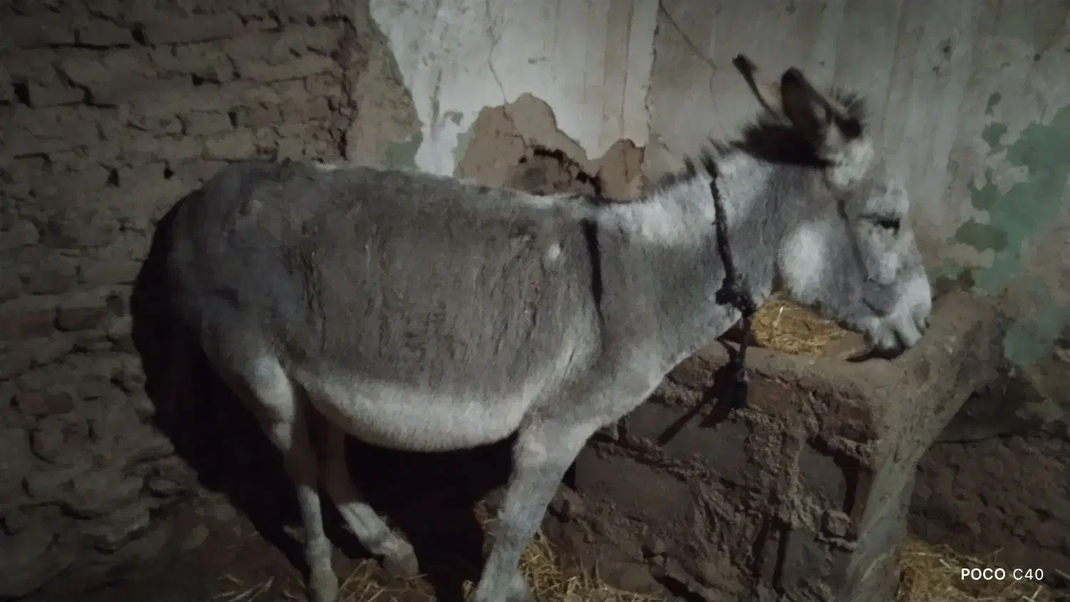 خر ماده|حیوانات مزرعه|سرولایت, |دیوار