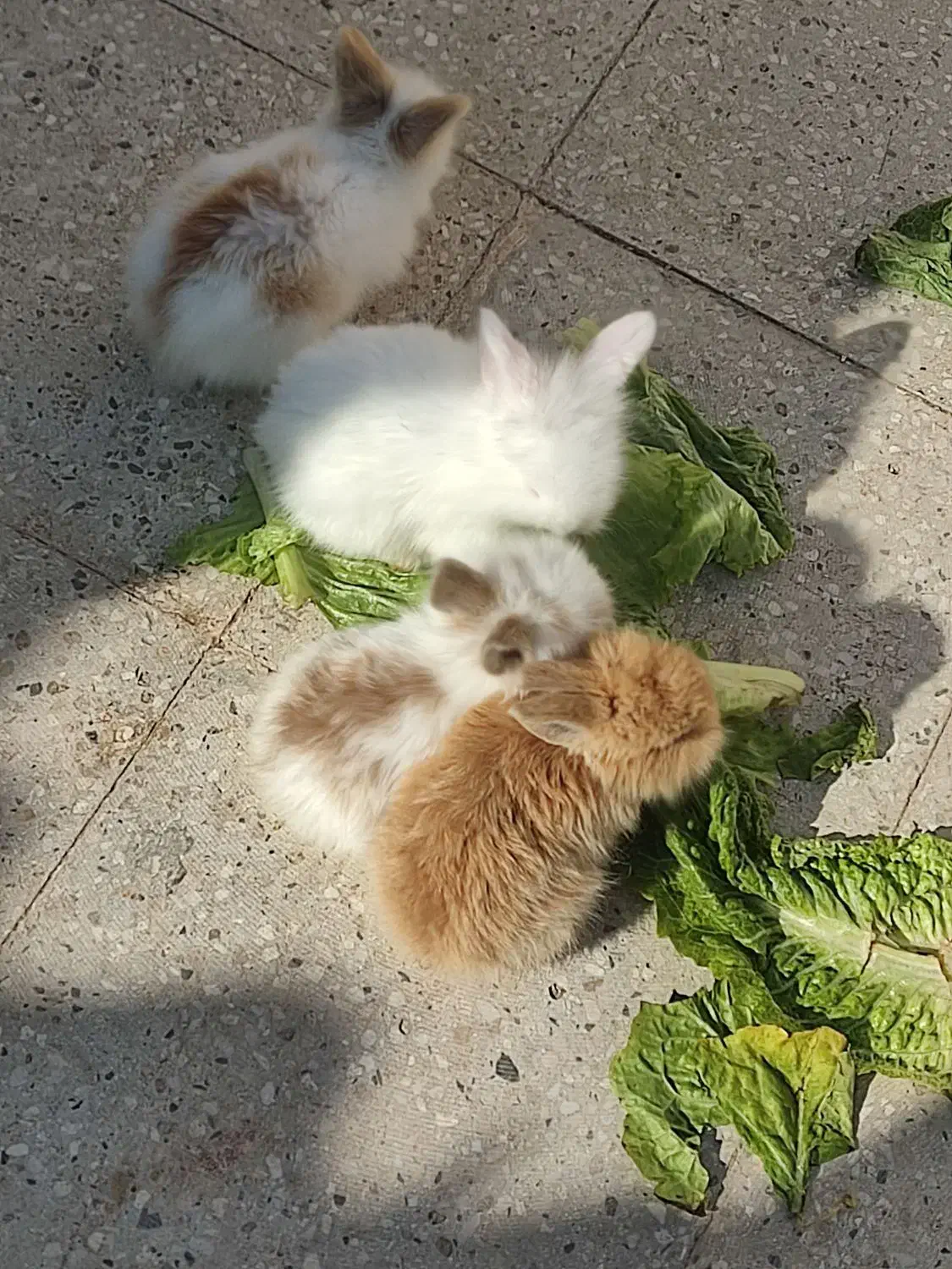 بچه خرگوش لوپ|موش و خرگوش|قم, آذر (نکویی)|دیوار