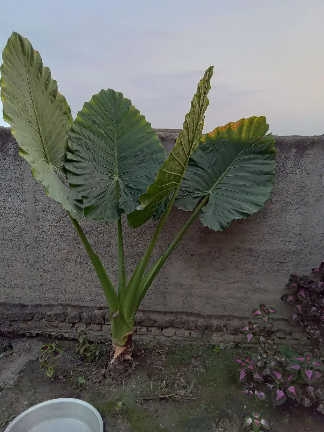 گل باباآدم بزرگ وکوچک|گل و گیاه طبیعی|گرگان, |دیوار