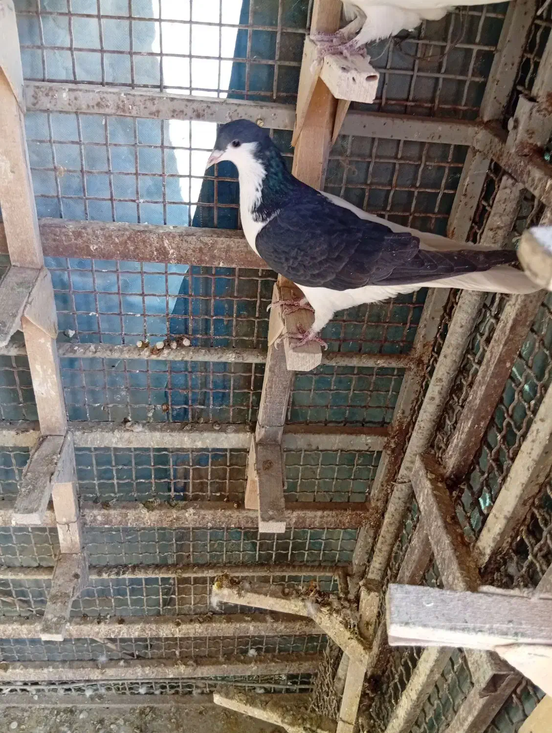 کبوتر چپ ماده|پرنده|مرودشت, شهرک مهدیه|دیوار