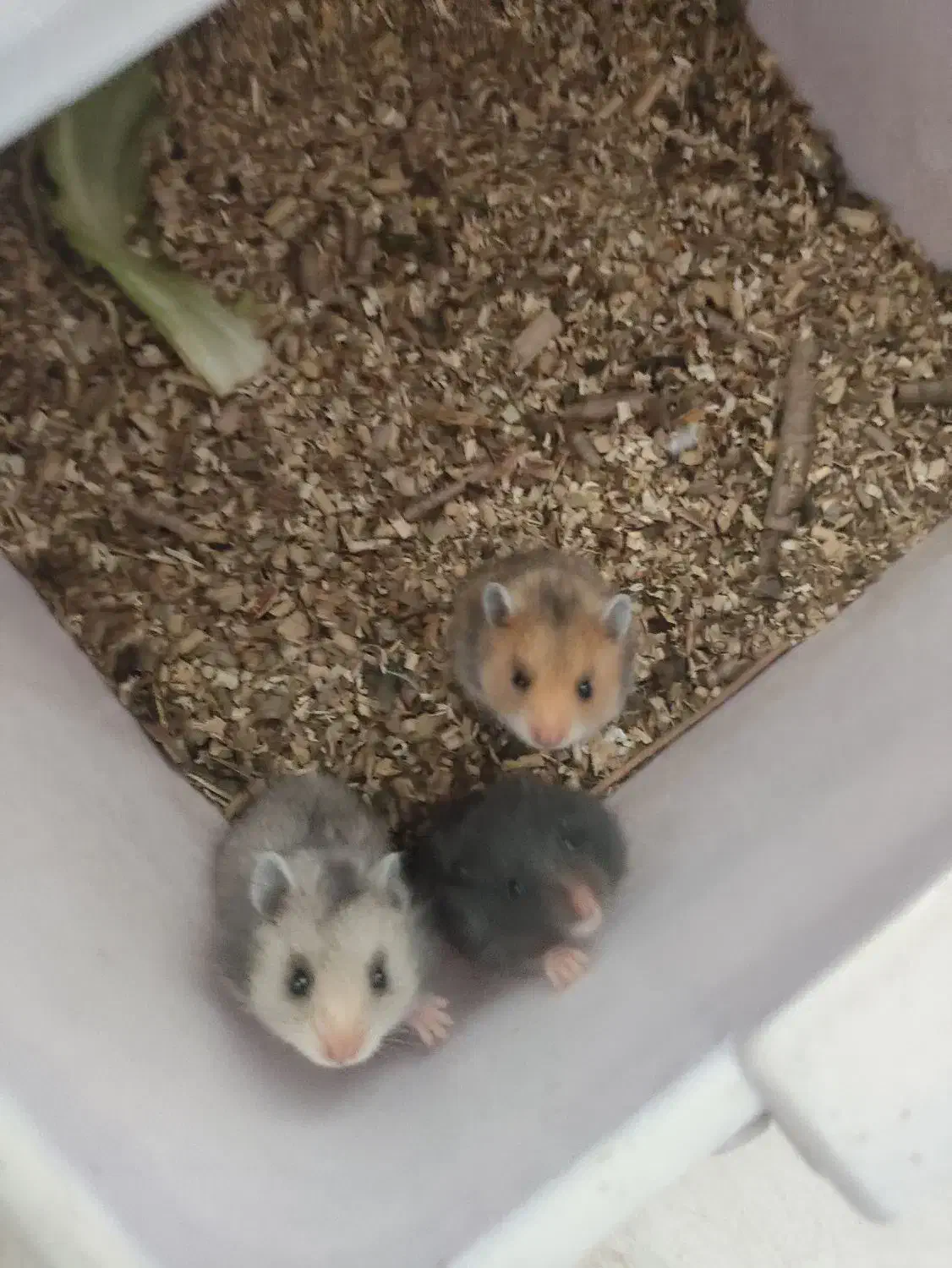 همستر کوچک|موش و خرگوش|یزد, |دیوار