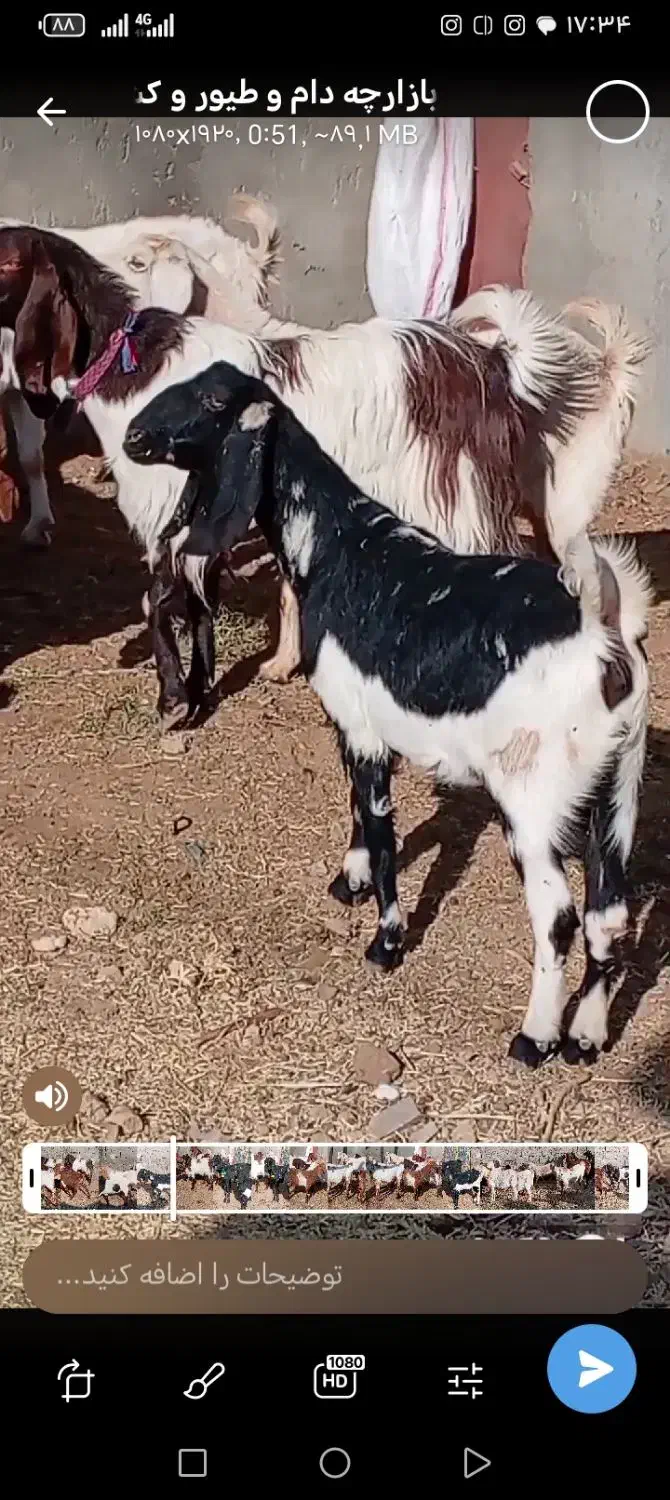 بز دورگ پاکستانی|حیوانات مزرعه|بردسکن, |دیوار