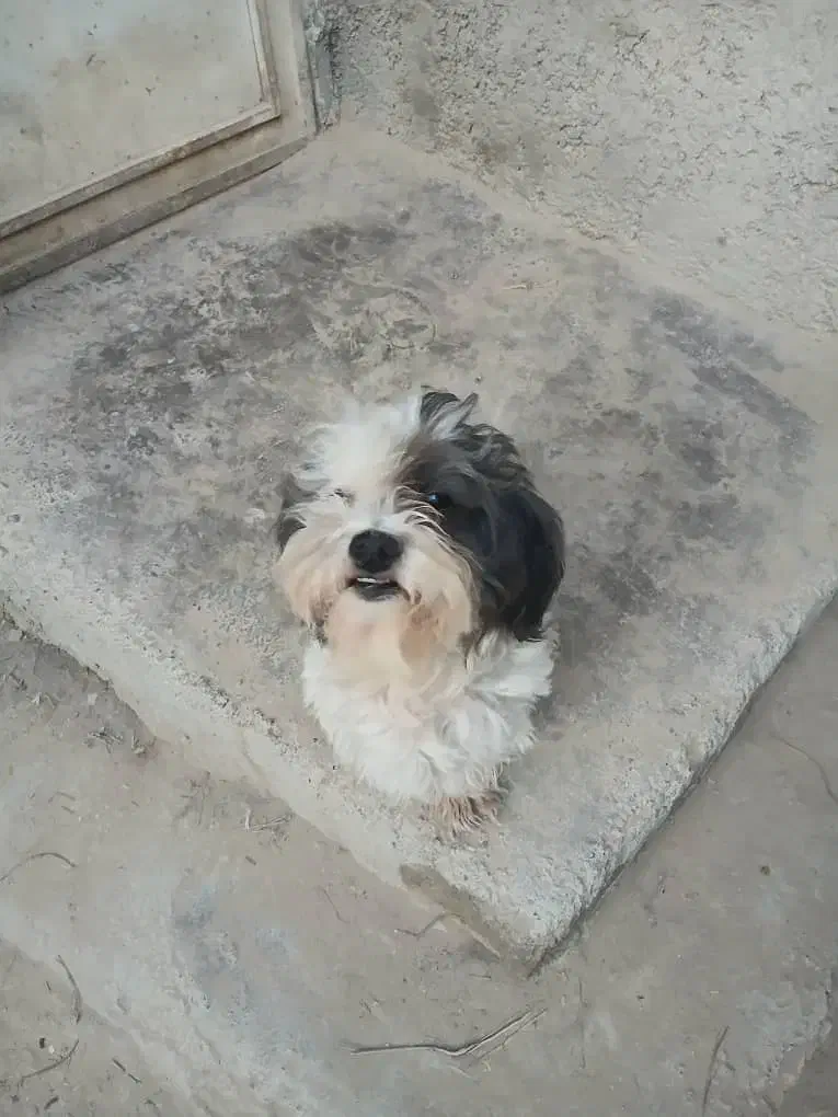 واگـذاری جفت سگ پشمالو|سگ|آبپخش, |دیوار