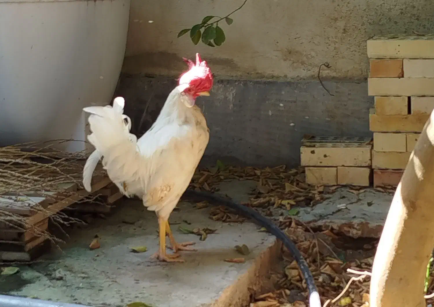 خروس ۸ ماهه|حیوانات مزرعه|جاسک, |دیوار