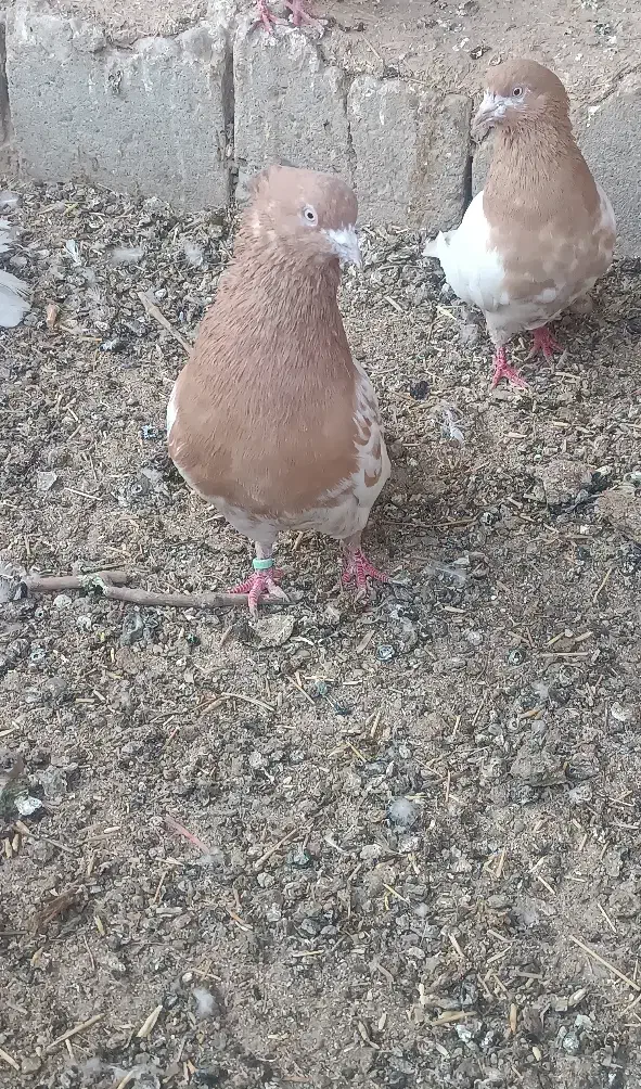 کبوتر|پرنده|لیلان, |دیوار