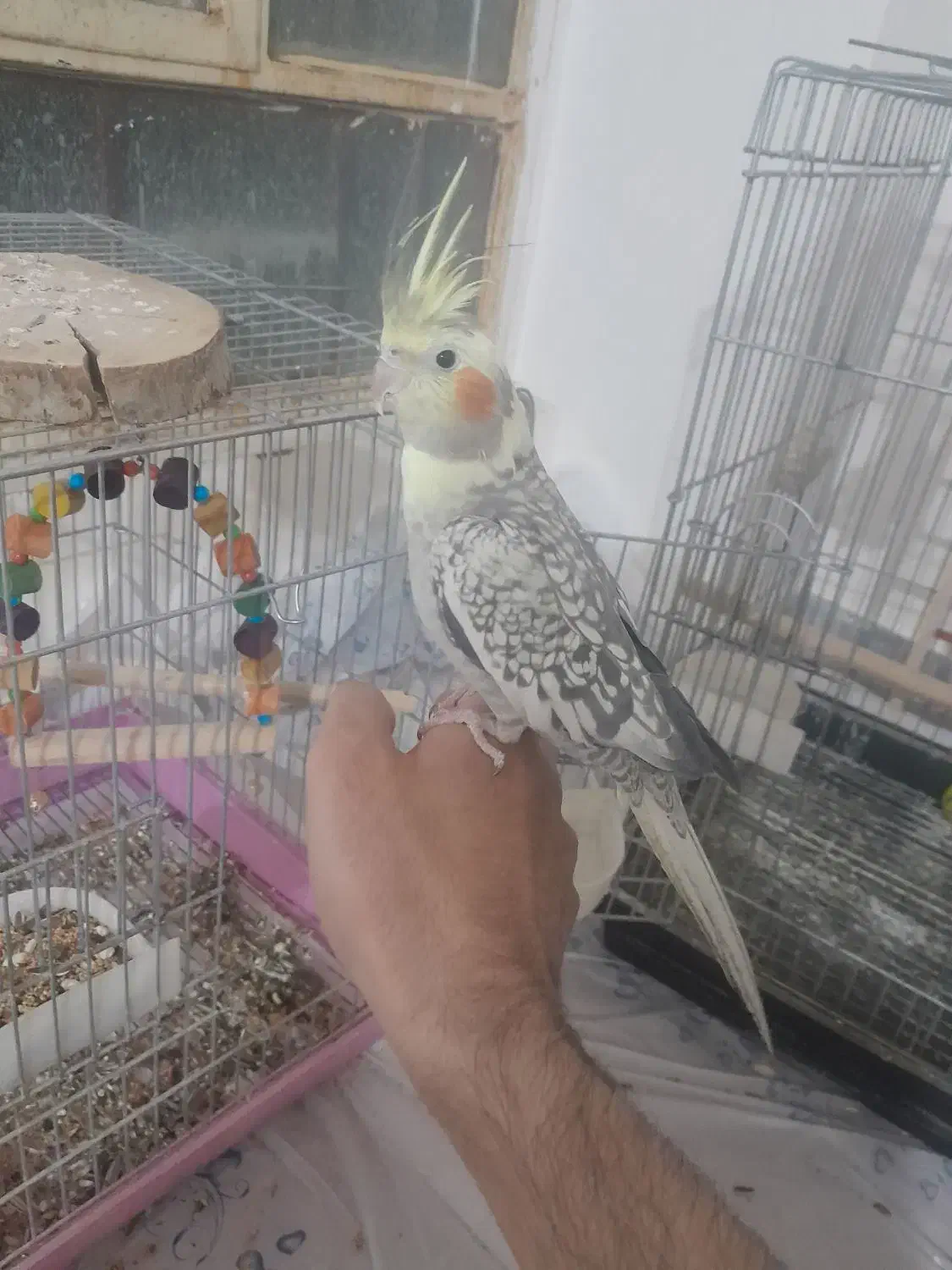 عروس هلندی|پرنده|یاسوج, |دیوار