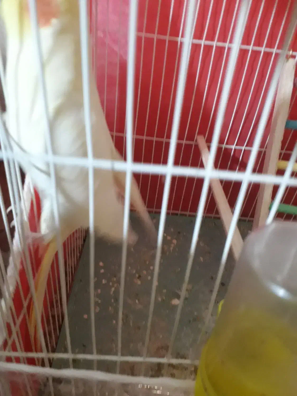 عروس هلندی|پرنده|مشهد, کوشک مهدی|دیوار