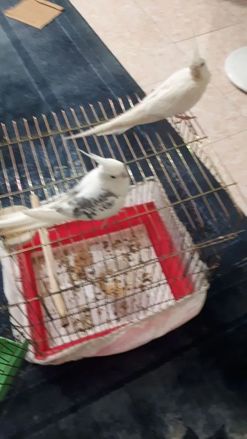 عروس هلندی|پرنده|رشت, استقامت ۲|دیوار