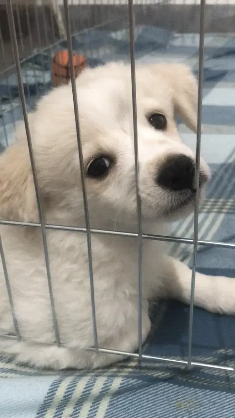 واگذاری پت نر|سگ|تهران, اتابک|دیوار