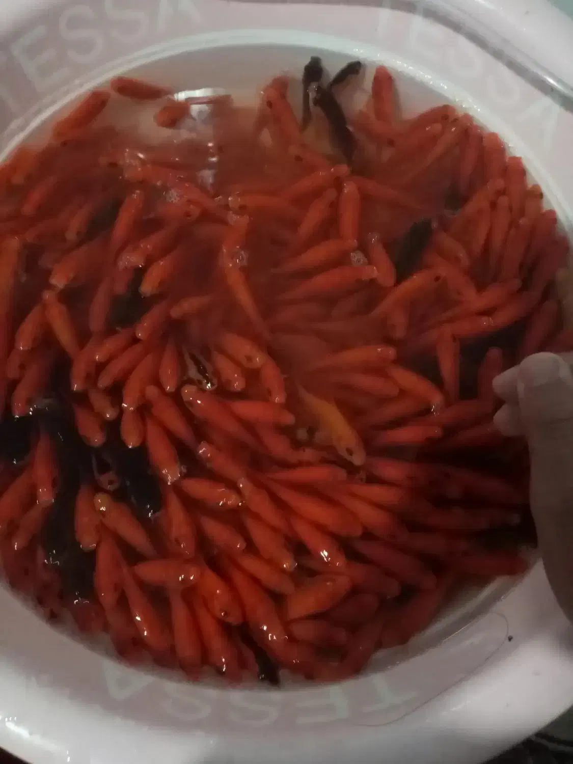 ماهی قرمز عید|ماهی|تربت‌حیدریه, باغ سلطانی|دیوار