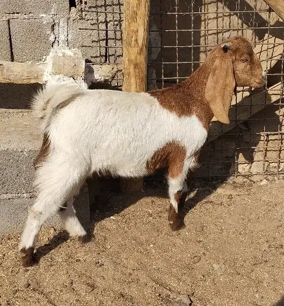 بزغاله پاکستانی دوقل زا|حیوانات مزرعه|هفدر, |دیوار