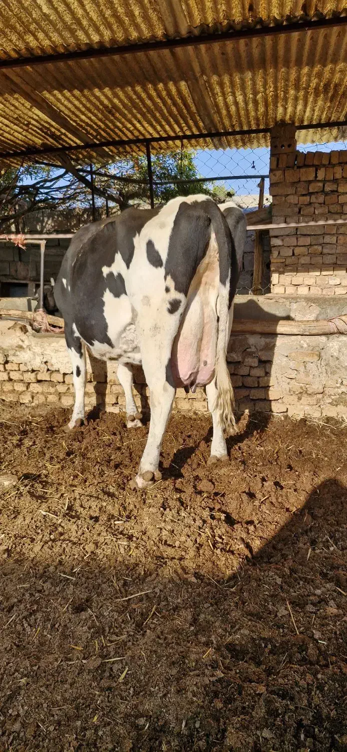 گاو شیری با گوساله|حیوانات مزرعه|تربتحیدریه, پائین ولایت|دیوار
