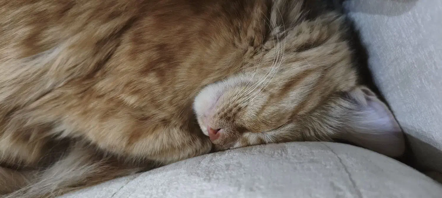 گربه DLH|گربه|تفت, |دیوار