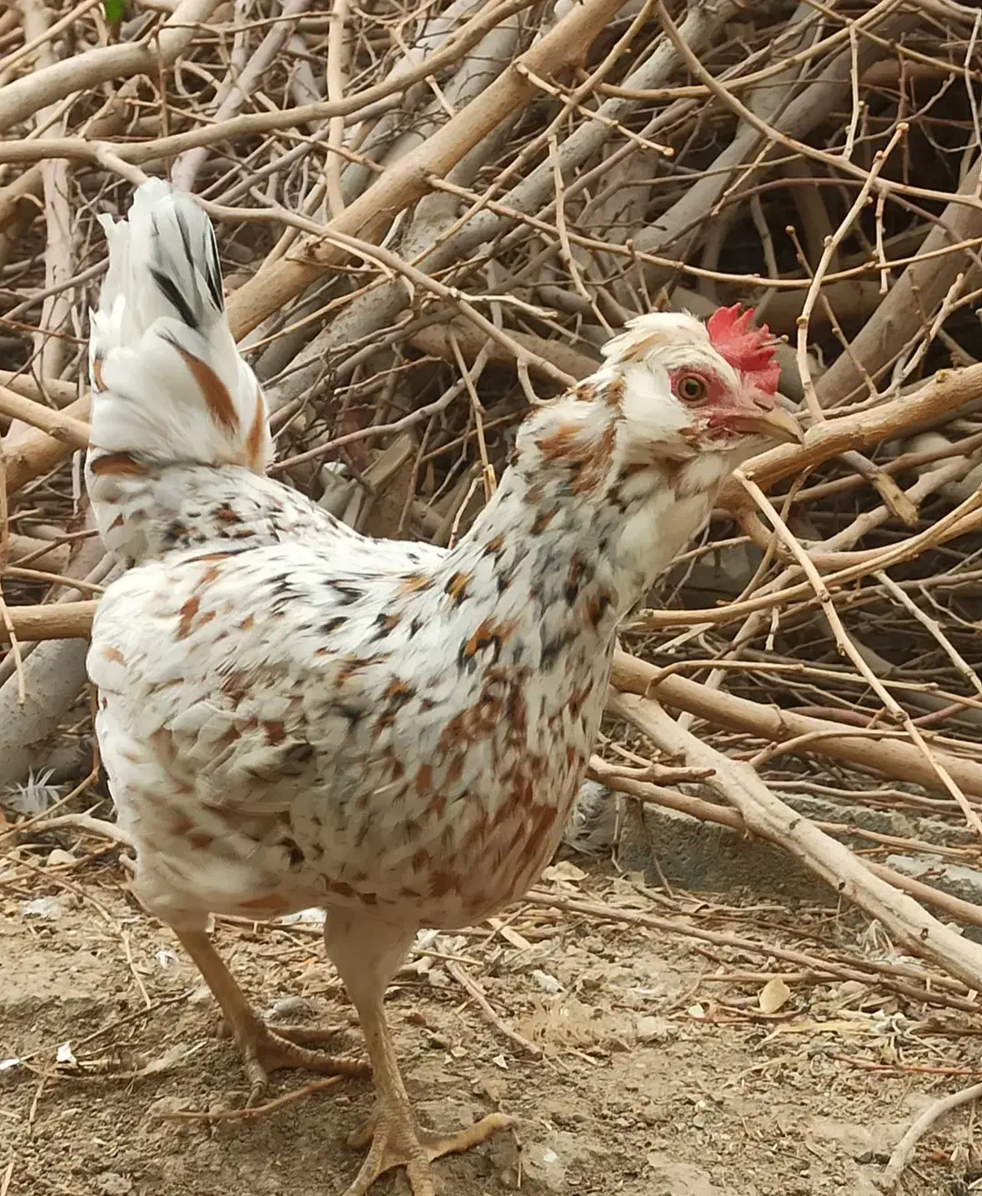 تخم نطفه دار گلین|حیوانات مزرعه|اصفهان, بهارستان (مخابرات)|دیوار