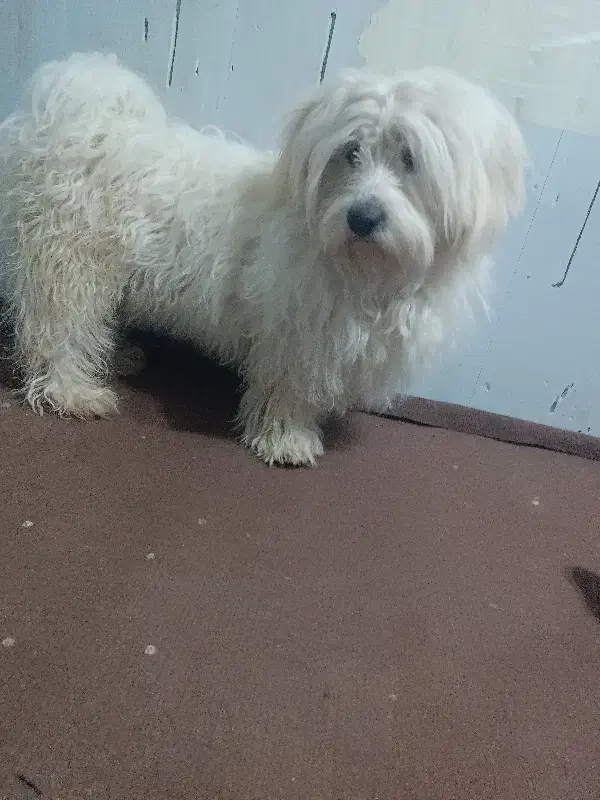 سگ شیتزو پاپی|سگ|شاندیز, |دیوار