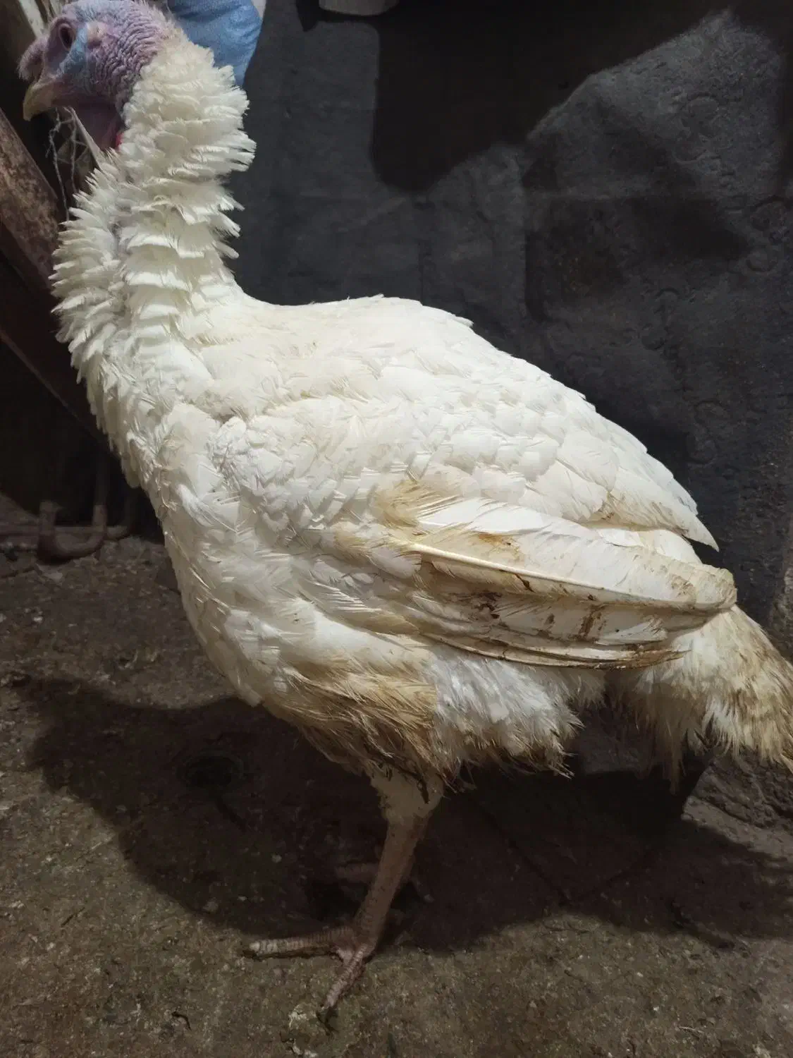 بوغلمون|حیوانات مزرعه|مشهد, شهید قربانی|دیوار