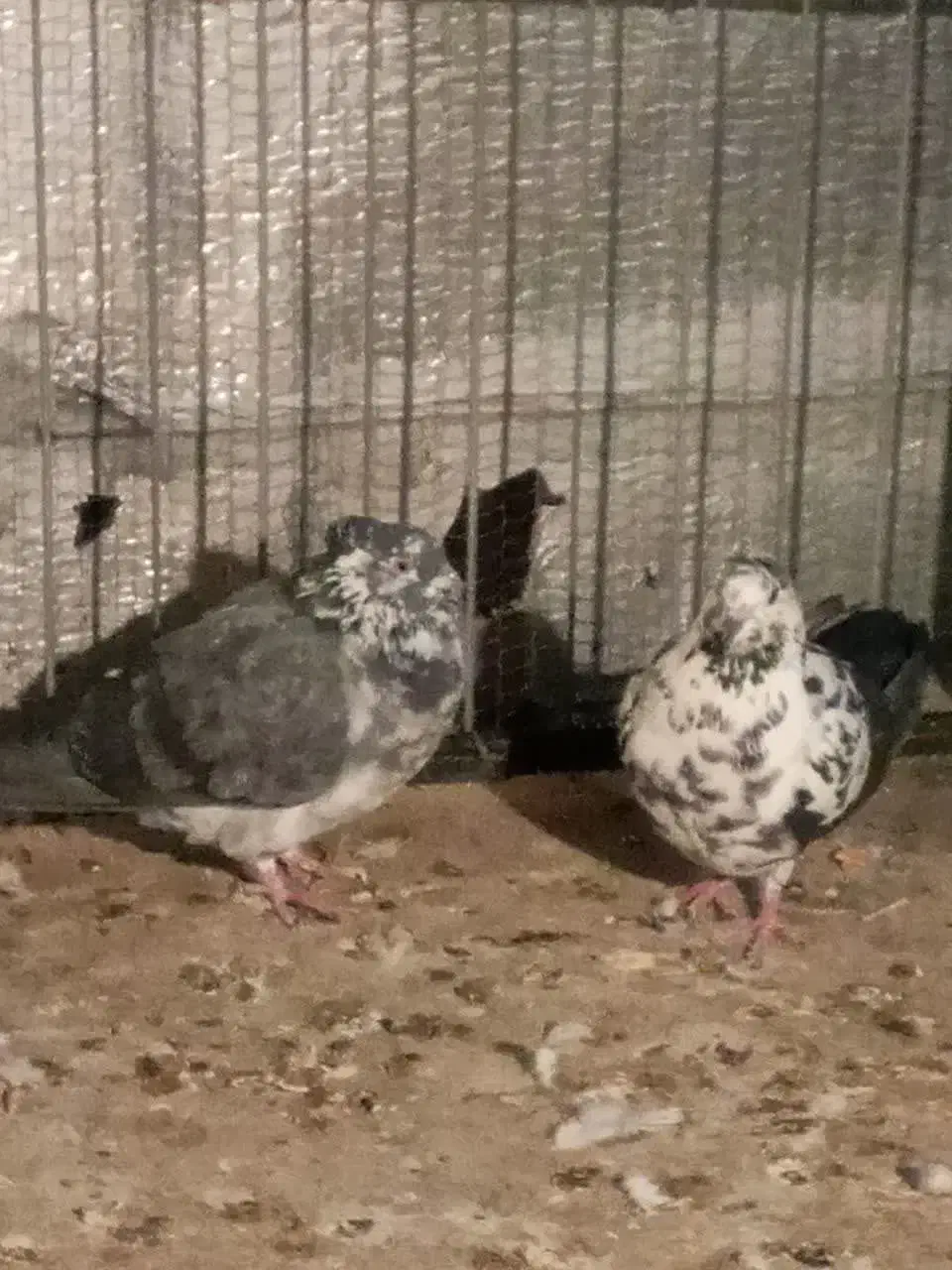 کبوتر غریب|پرنده|زنجان, |دیوار