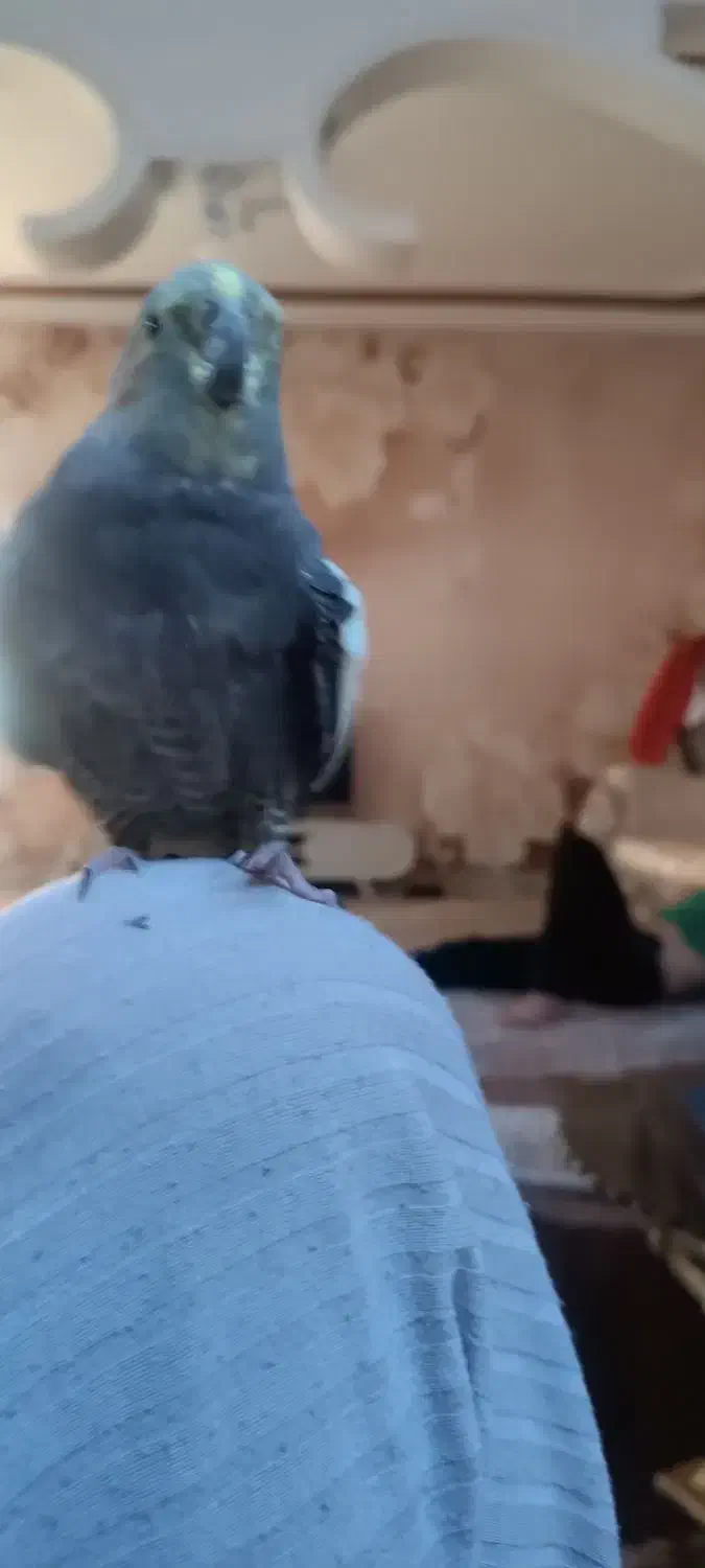 فروش عروس هلندی|پرنده|ایلام, |دیوار